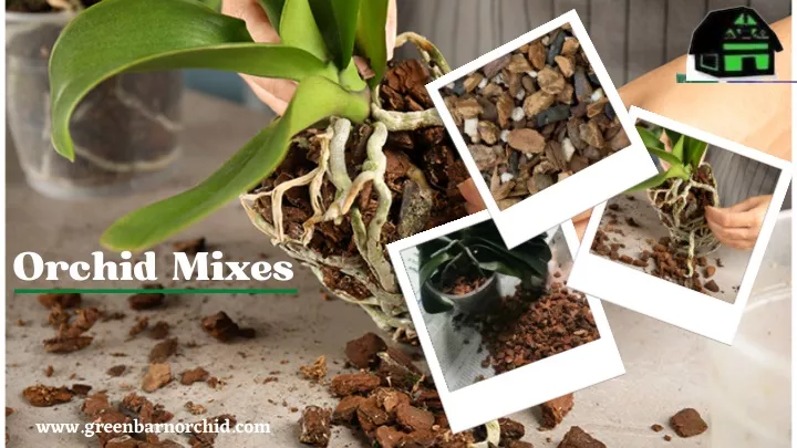 orchid mixes