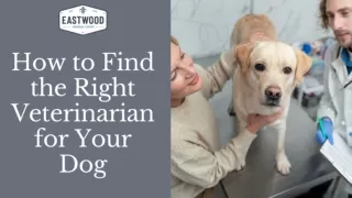 How to Find the Right Veterinarian for Your Dog