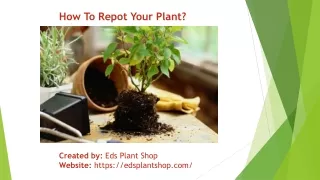 How To Repot Your Plant