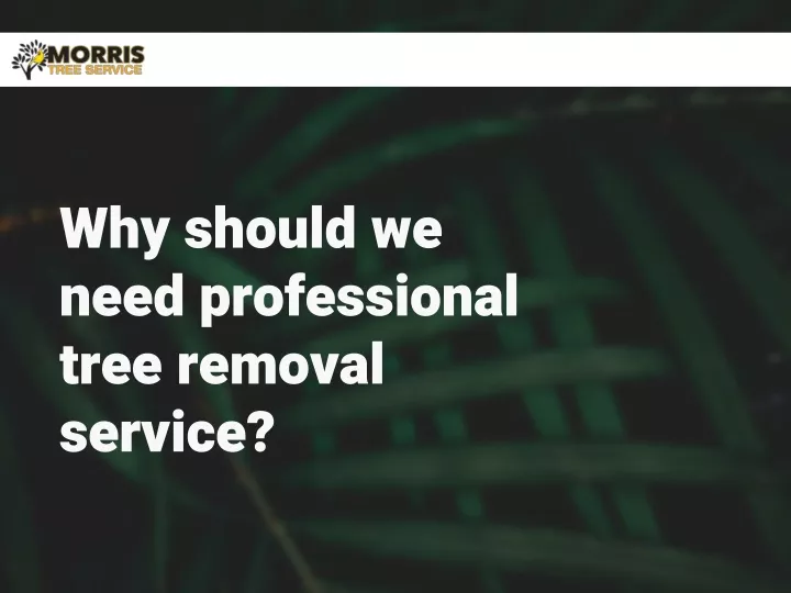 why should we need professional tree removal