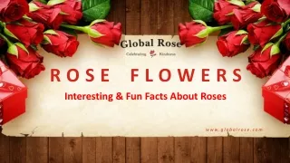 bulk -Rose-flowers-online- globalrose.com