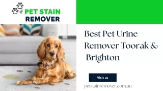 Best Pet Urine Remover Toorak &  Brighton