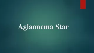 aglaonema star