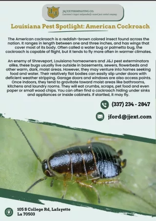 Pest Control Louisiana | local Pest Control Louisiana