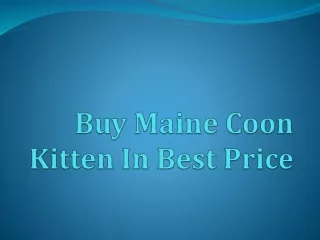 Buy Maine Coon Kitten In Best Price
