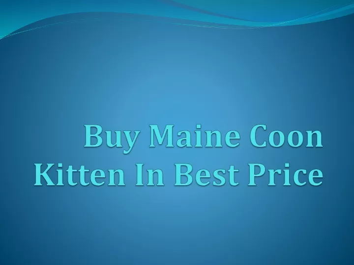 buy maine coon kitten in best price