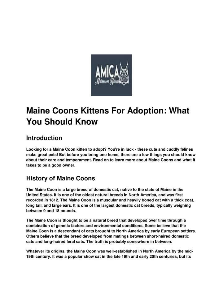 maine coons kittens for adoption what you should