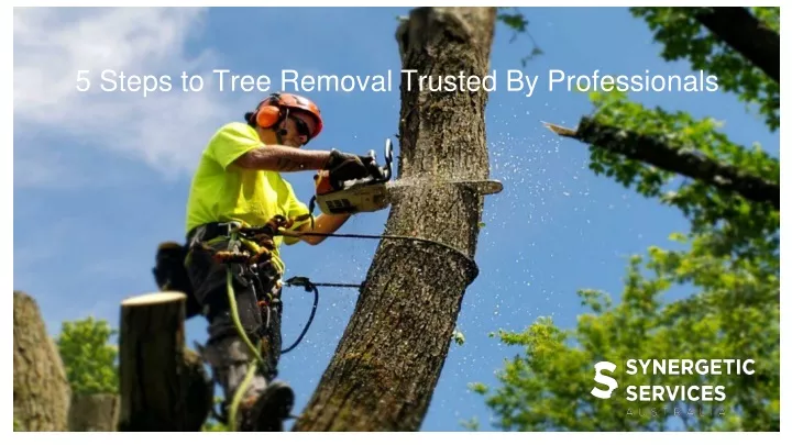 5 steps to tree removal trusted by professionals