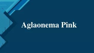 aglaonema pink