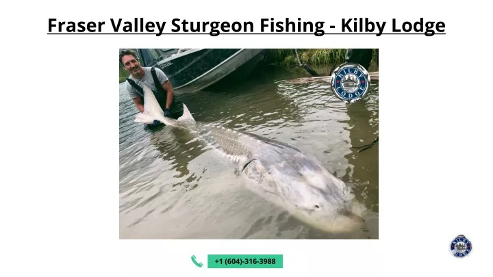 fraser valley sturgeon fishing kilby lodge