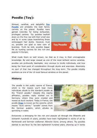 Toy Poodle Bree Information - Mutt Store Online