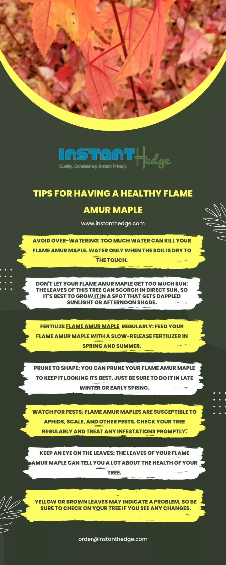 tips for having a healthy flame amur maple