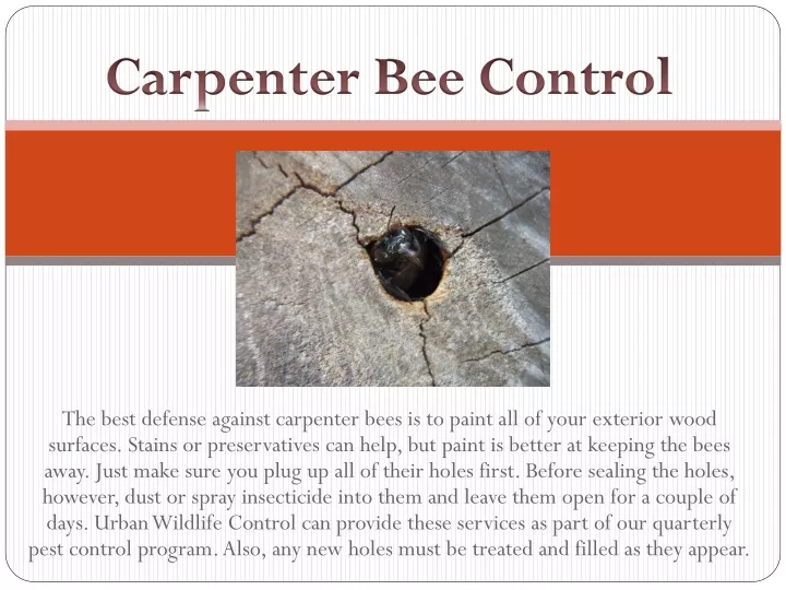 carpenter bee control