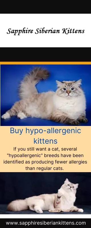 Buy hypo-allergenic kittens