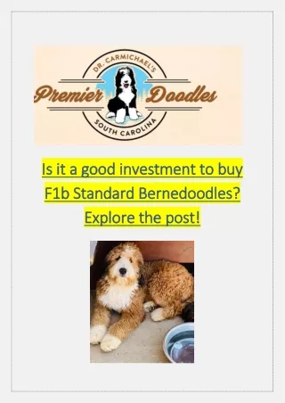 Is it a good investment to buy F1b Standard Bernedoodles