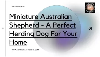 A Perfect Herding Dog For Your Home