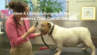 How A Cosmetic Surgery In Pets Can Improve Their Overall Health