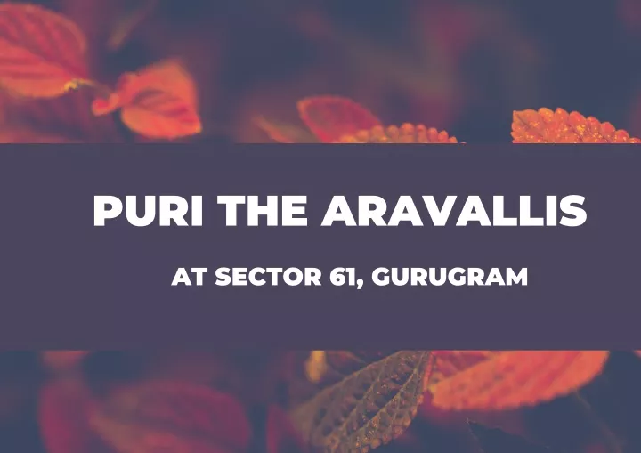 puri the aravallis