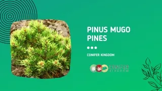 pinus mugo pines