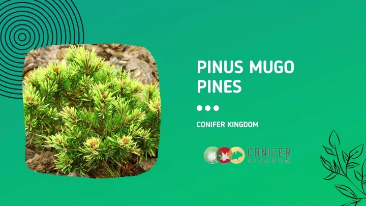 pinus mugo pines