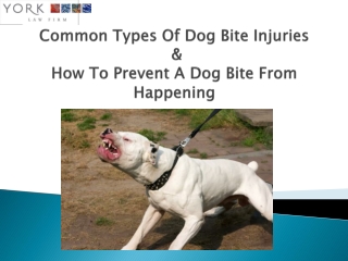 Sacramento Dog Bite Attorney - York Law Firm USA