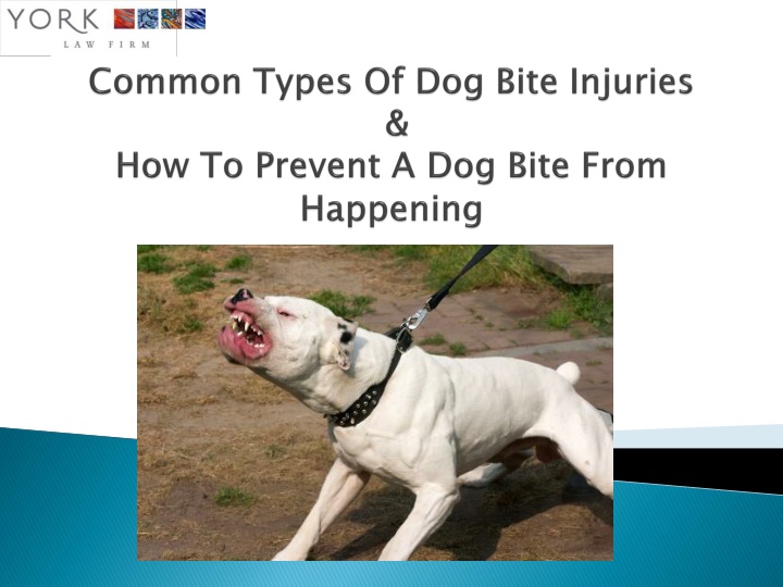 common types of dog bite injuries how to prevent a dog bite from happening