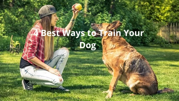 4 best ways to train your dog