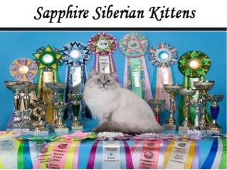 Siberian cat breeders DMV