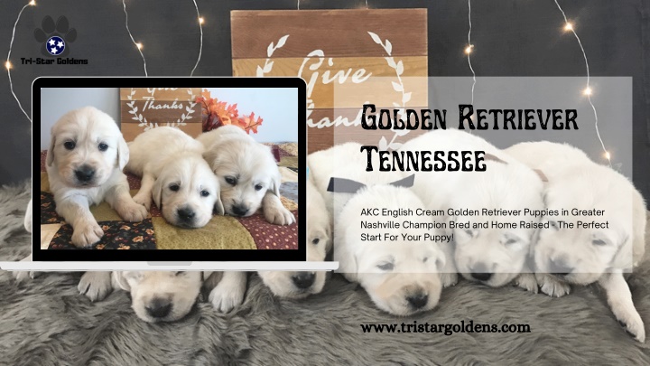 golden retriever tennessee