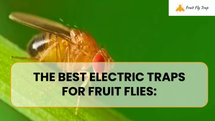 the best electric traps for fruit flies