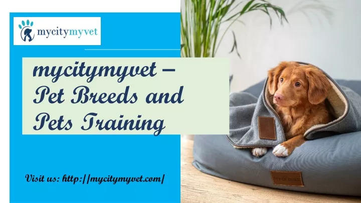 mycitymyvet pet breeds and pets training