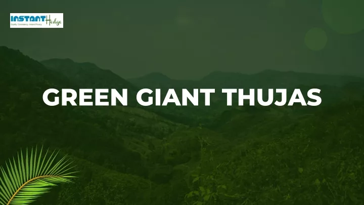 green giant thujas