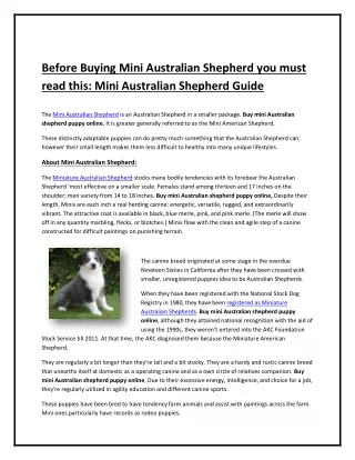 Before Buying Mini Australian Shepherd you must read this: Mini Australian Sheph