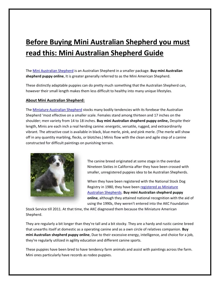 before buying mini australian shepherd you must
