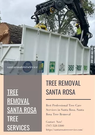 Tree Removal Santa Rosa
