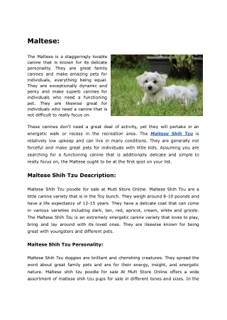 Mutt Store Online Offers Maltese Shih TZU Poodles For Sale