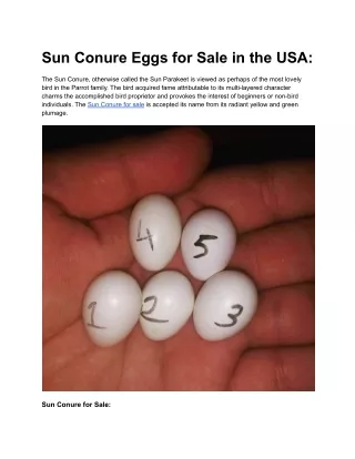 Sun Conure Eggs for Sale in the USA