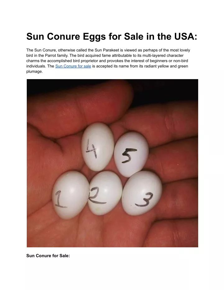 sun conure eggs for sale in the usa