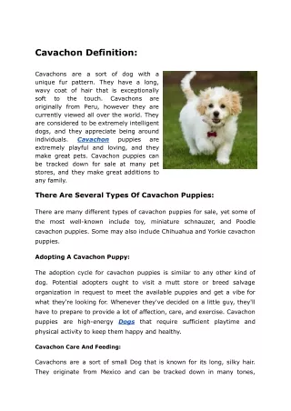 Cavachon Puppies Near Me For Sale  Mutt Store Online