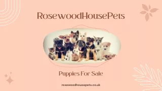 Puppies For Sale Warrington