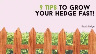 9 tips to grow your hedge fast