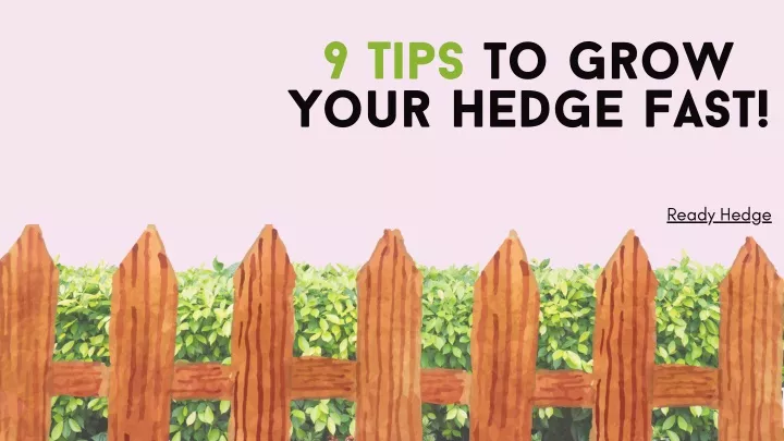 9 tips to grow your hedge fast