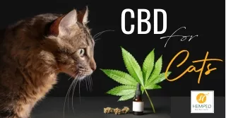 CBD For Cats  - How CBD Can Benefit Cats