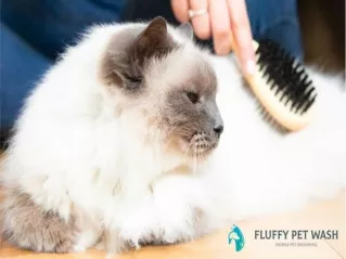 Pet wash