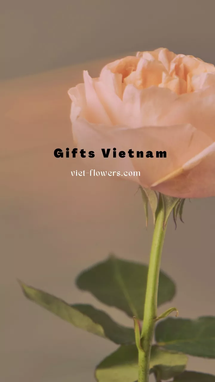 gifts vietnam