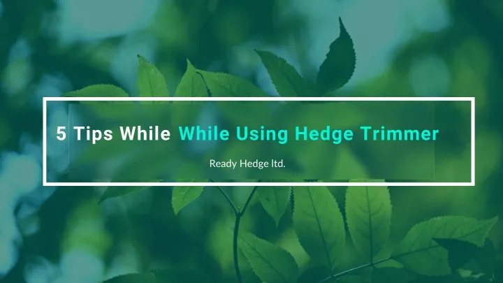 5 tips while while using hedge trimmer