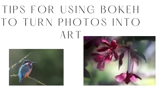 tips for using bokeh to turn photos into art