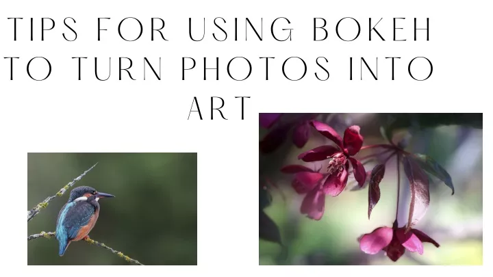 tips for using bokeh to turn photos into art