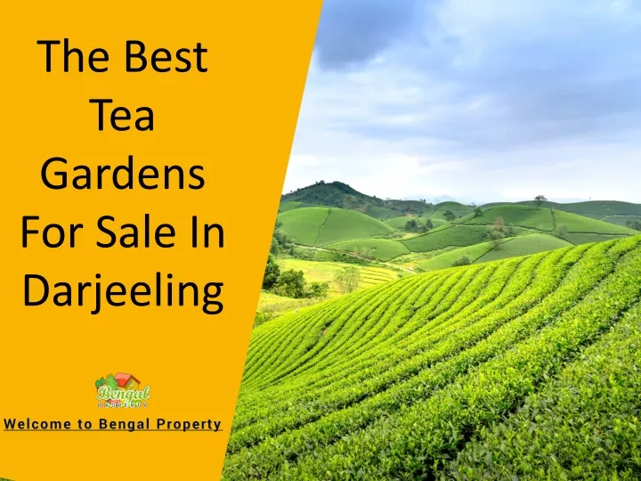 the best tea gardens for sale in darjeeling