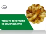 Termite treatment in Bhubaneswar - slide 1